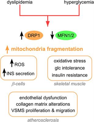 diabetes de adenocarcinoma de próstata tipo 2 diabetes de adenocarcinoma de próstata tipo 2